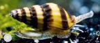 Helena slak / slak etende slak, Dieren en Toebehoren, Slak of Weekdier