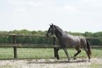 5 jarige PRE hengst van Poeta de Susaeta, Dieren en Toebehoren, Paarden, Gechipt, Dressuurpaard, 3 tot 6 jaar, 160 tot 165 cm