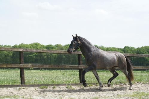 5 jarige PRE hengst van Poeta de Susaeta, Dieren en Toebehoren, Paarden, Hengst, Zadelmak, 160 tot 165 cm, 3 tot 6 jaar, Dressuurpaard