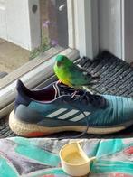 Roodrug parkiet, Mannelijk, Parkiet, Geringd