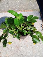 Waldsteinia ternata, bodembedekkers, gele aardbei, Tuin en Terras, Planten | Tuinplanten, Ophalen of Verzenden, Zomer, Halfschaduw