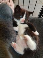 Nestje Kittens, mogen over 6 weken weg!, Dieren en Toebehoren, Meerdere dieren, Gechipt, 0 tot 2 jaar
