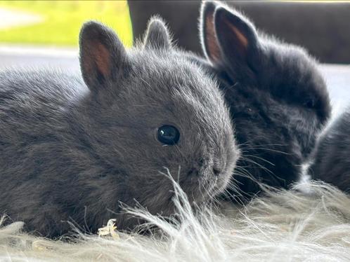 Prachtige Dwergkonijntjes!, Dieren en Toebehoren, Konijnen, Dwerg, Mannelijk