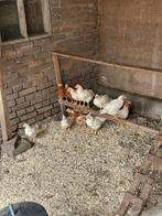 KUIKENS TE KOOP, Meerdere dieren, Kip