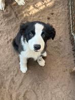 Australian shepherd pups (mini), Dieren en Toebehoren, Honden | Herdershonden en Veedrijvers, België, Fokker | Hobbymatig, CDV (hondenziekte)
