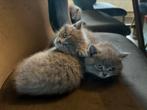 Britsekorthaar kittens 2 mannetjes, 0 tot 2 jaar, Kater, Ontwormd