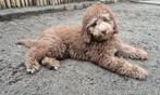 Boompoo, 15 weken tot 1 jaar, Overige rassen, Teef, Eén hond
