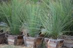 20 x Dasylirion longissimum, Mexicaanse grasboom zaden, Ophalen, Gehele jaar, Zaad