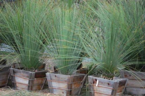20 x Dasylirion longissimum, Mexicaanse grasboom zaden, Tuin en Terras, Bloembollen en Zaden, Zaad, Gehele jaar, Ophalen