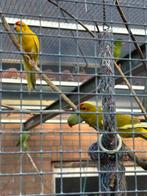 Verschillende soorten voliere vogels, Dieren en Toebehoren, Vogels | Parkieten en Papegaaien, Meerdere dieren, Parkiet