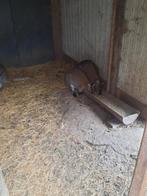 Walibis, April, Meerdere dieren
