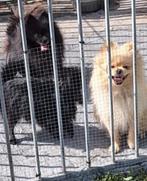 Raszuivere mini pomerianen pups, Dieren en Toebehoren, Honden | Chihuahua's en Gezelschapshonden, België, Particulier, Overige rassen