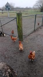 kippen, Vrouwelijk, Kip