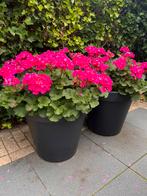 Geranium, Tuin en Terras, Planten | Tuinplanten, Ophalen, Zomer, Eenjarig