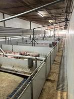 Hokinrichting voor biggen [523]