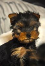 TE KOOP MINI YORKSHIRE TERRIER PUPS, Dieren en Toebehoren, Yorkshire Terriër, Nederland, CDV (hondenziekte), 8 tot 15 weken