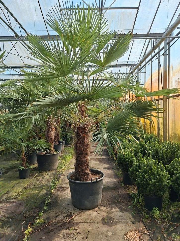 Trachycarpus Fortunei Palmboom, Tuin en Terras, Planten | Tuinplanten, Vaste plant, Overige soorten, Volle zon, Bloeit niet, Ophalen