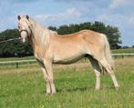 Te koop twee grote maat  2.5 jarige haflinger ruinen, Dieren en Toebehoren, Ruin, 0 tot 2 jaar, Recreatiepony, D pony (1.37m tot 1.48m)
