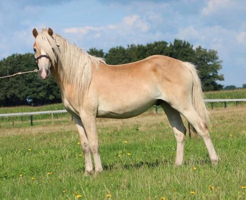 Te koop twee grote maat  2.5 jarige haflinger ruinen, Dieren en Toebehoren, Pony's, Ruin, D pony (1.37m tot 1.48m), Recreatiepony