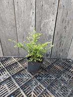 Lonicera nitida 'Maigrün' P9, Ophalen of Verzenden, Overige soorten, Haag, Minder dan 100 cm