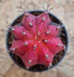 Cactus Gymnocalycium Mihanovichii p7 (29)