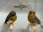 Gloster kanarie, Dieren en Toebehoren, Meerdere dieren, Postuurkanarie
