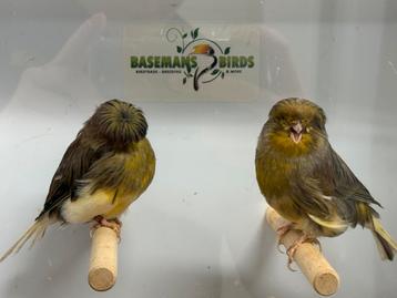 Gloster kanarie beschikbaar voor biedingen