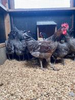 Blue de Landes Kippen | Goede legger | Passend advies, Dieren en Toebehoren, Pluimvee, Meerdere dieren, Kip