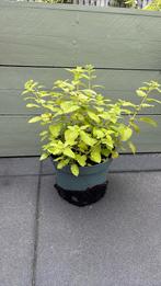 Citroenmunt munt citroen grote plant, Tuin en Terras, Planten | Tuinplanten, Ophalen, Zomer, Overige soorten, Volle zon