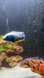 Malawi cicliden ik heb 2 van deze mannen dus 1 is er te koop, Dieren en Toebehoren, Vissen | Aquariumvissen, Vis