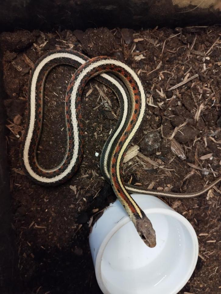 1.0. Thamnophis sirtalis parietalis NK 2020, Dieren en Toebehoren, Reptielen en Amfibieën, Slang, 3 tot 6 jaar