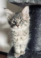 Main coon kittens, Dieren en Toebehoren, Katten en Kittens | Raskatten | Langhaar, Meerdere dieren, Gechipt, 0 tot 2 jaar