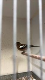 Mooie man vinken, Dieren en Toebehoren, Vogels | Overige Vogels, Mannelijk