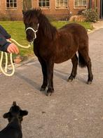 Prachtig shetlander hengstje, Dieren en Toebehoren, Pony's, Met stamboom, Niet van toepassing, 0 tot 2 jaar, Hengst