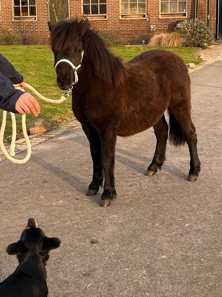Prachtig shetlander hengstje, Dieren en Toebehoren, Pony's, Hengst, Niet van toepassing, A pony (tot 1.17m), 0 tot 2 jaar, Met stamboom