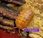 Armadillidium granulatum Naranjito isopods / pissebedden, Overige soorten