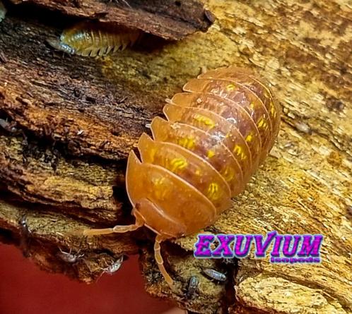 Armadillidium granulatum Naranjito isopods / pissebedden, Dieren en Toebehoren, Insecten en Spinnen, Overige soorten