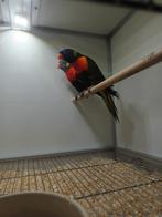 1-1 Lori vd blauwe bergen, Meerdere dieren, Parkiet, Geringd