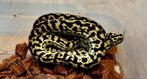 1.0 Morelia spilota cheynei nk2025, Dieren en Toebehoren, Reptielen en Amfibieën, Slang, 0 tot 2 jaar