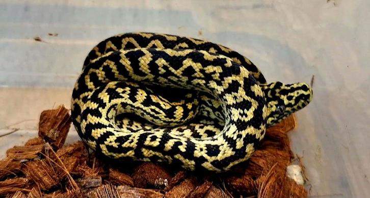 1.0 Morelia spilota cheynei nk2025