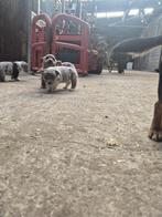 Prachtig nestje Welsh Corgi puppy's, Dieren en Toebehoren, 8 tot 15 weken, Meerdere, Nederland, Particulier