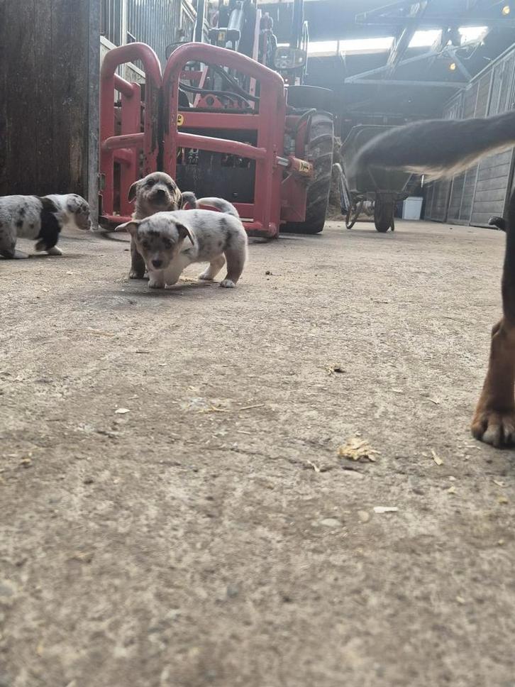 Prachtig nestje Welsh Corgi puppy's, Dieren en Toebehoren, Honden | Niet-rashonden, Particulier, Meerdere, Nederland, 8 tot 15 weken