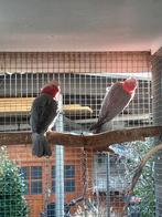 Koppel rose kaketoes, Dieren en Toebehoren, Meerdere dieren, Papegaai
