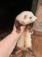 jacht fret, Dieren en Toebehoren, Mei, Vrouwelijk