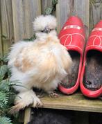 Mooie zijdehoenders ( 3 hennen met 1 haan), Vrouwelijk, Kip