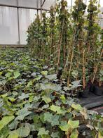 AANBIEDING! Hedera/klimop gestokt!, Tuin en Terras, Planten | Bomen, Bloeit niet, Overige soorten, Minder dan 100 cm, Ophalen
