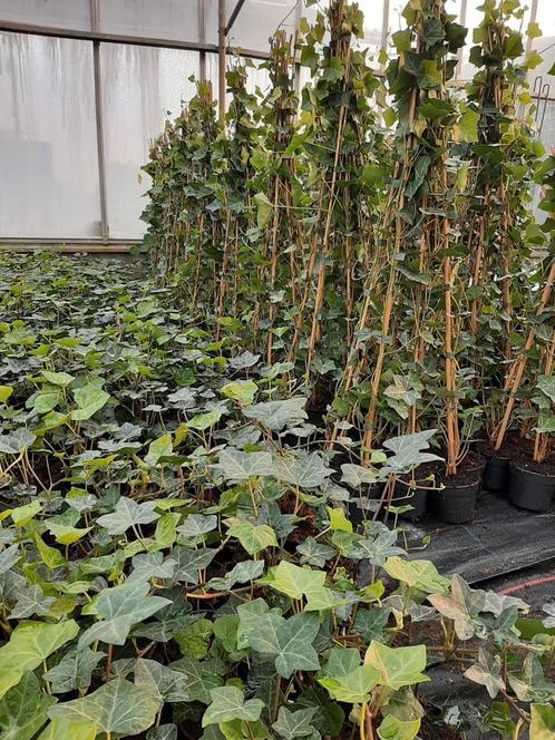 AANBIEDING! Hedera/klimop gestokt!, Tuin en Terras, Planten | Bomen, Overige soorten, Minder dan 100 cm, Bloeit niet, In pot, Ophalen