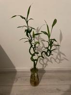 Lucky Bamboo (3 stuks) op water inclusief vaas, Ophalen