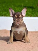 Mooiste franse bulldog pups van NL, Dieren en Toebehoren, Rabiës (hondsdolheid), 15 weken tot 1 jaar, Buitenland, Bulldog
