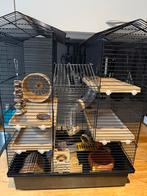 Mooi hok voor kleine dieren, Hamster, Geslacht onbekend, Januari, Tam